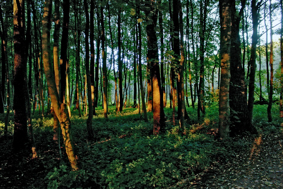 forest