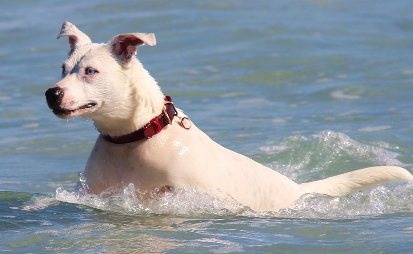 dog
