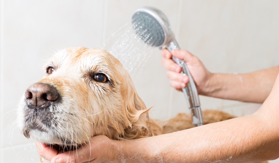 washing pet